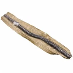 Belt Molding Ford (6L3Z-1821453-A). Fixed Price $102.99.