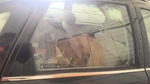 Passenger Rear Door Glass Sedan Fits 00-05 Saturn Series 1828290. Fixed Price $48.00.